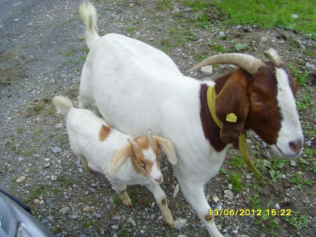 Feriendorf Ponyhof Fusch an der Großglocknerstraße Kültér fotó